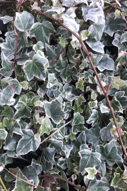 Яскраве строкате листя плюща Гласієр підкреслює садовий дизайн.